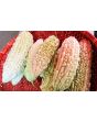 White Bitter Melon Seeds (Certified Organic)