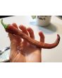 Pepper 'Vesena' Hot Pepper ‘Rezha Macedonian’ 