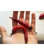 Hot Pepper ‘Buena Mulata' Seeds (Certified Organic)
