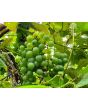 Grape 'Niagara' Seeds (Certified Organic)