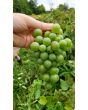 Grape 'Niagara' Seeds (Certified Organic)