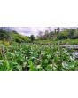 Pickerelweed Seeds (Certified Organic)