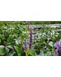 Pickerelweed Seeds (Certified Organic)