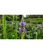 Pickerelweed Seeds (Certified Organic)