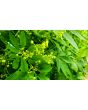 Caigua / Slipper Gourd Seeds (Certified Organic) 