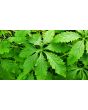 Caigua / Slipper Gourd Seeds (Certified Organic) 
