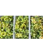 Grape 'Niagara' Seeds (Certified Organic)