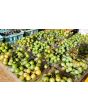 Grape 'Niagara' Seeds (Certified Organic)