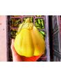 Eggplant ‘Saitama Ao Daimaru’ Seeds (Certified Organic)