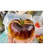 Tomato 'Sart Roloise Yellow Strain' Seeds (Certified Organic)