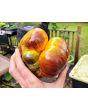 Tomato 'Sart Roloise Yellow Strain' Seeds (Certified Organic)