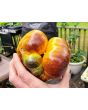 Tomato 'Sart Roloise Yellow Strain' Seeds (Certified Organic)