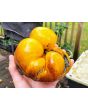 Tomato 'Sart Roloise Yellow Strain' Seeds (Certified Organic)