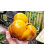 Tomato 'Sart Roloise Yellow Strain' Seeds (Certified Organic)