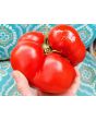 Tomato 'Vrbnička Rajčica' Seeds (Certified Organic)