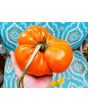 Tomato 'Amana Orange' Seeds (Certified Organic)