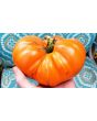 Tomato 'Amana Orange' Seeds (Certified Organic)