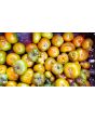 Tomato 'Moldovan Green' 