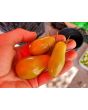 Tomato 'Green Plum' AKA 'Prune Verte' Seeds (Certified Organic)