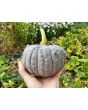 Pumpkin 'Black Futsu' Seeds (Certified Organic)