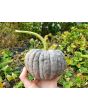 Pumpkin 'Black Futsu' Seeds (Certified Organic)
