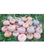 Pumpkin 'Black Futsu' Seeds (Certified Organic)