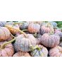 Pumpkin 'Black Futsu' Seeds (Certified Organic)