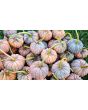 Pumpkin 'Black Futsu' Seeds (Certified Organic)