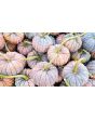 Pumpkin 'Black Futsu' Seeds (Certified Organic)