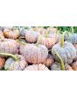 Pumpkin 'Black Futsu' Seeds (Certified Organic)