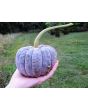 Pumpkin 'Black Futsu' Seeds (Certified Organic)