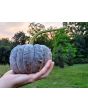 Pumpkin 'Black Futsu' Seeds (Certified Organic)