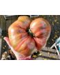 Tomato 'Rebel Starfighter Prime' Seeds (Certified Organic)