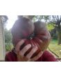 Tomato 'Rebel Starfighter Prime' Seeds (Certified Organic)