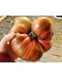 Tomato 'Rebel Starfighter Prime' Seeds (Certified Organic)