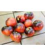 Tomato 'Sgt. Pepper's'