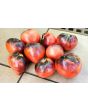 Tomato 'Sgt. Pepper's'