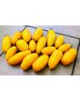 Tomato 'Golden Roma' Seeds (Certified Organic)