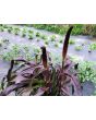 Ornamental Purple Millet Seeds (Certified Organic)