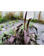 Ornamental Purple Millet Seeds (Certified Organic)