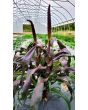 Ornamental Purple Millet Seeds (Certified Organic)