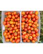 Tomato 'Santorini' 