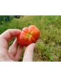 Tomato 'Santorini' 