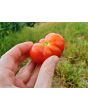 Tomato 'Santorini' 