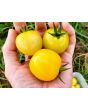 Tomato 'Dr. Carolyn' Seeds (Certified Organic)
