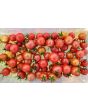 Tomato 'Ambrosia Pink' 