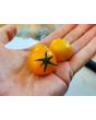 Tomato 'Orange Hat' (Micro) Seeds (Certified Organic)