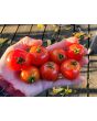 Tomato 'Tiny Tim'