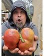 Tomato 'Indian Stripe' 