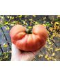 Tomato 'Cherokee Rose' Seeds (Certified Organic)